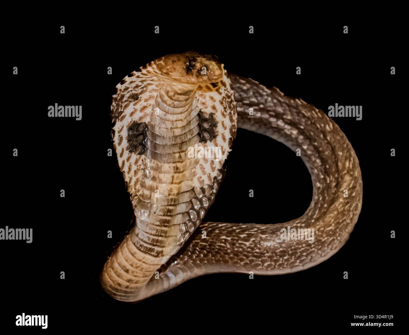 Albino-Look Cobra. In der Regel überleben sie nicht lange in der Wildnis. Monoklierte Kobra mit erhobenem Kopf. Stockfoto