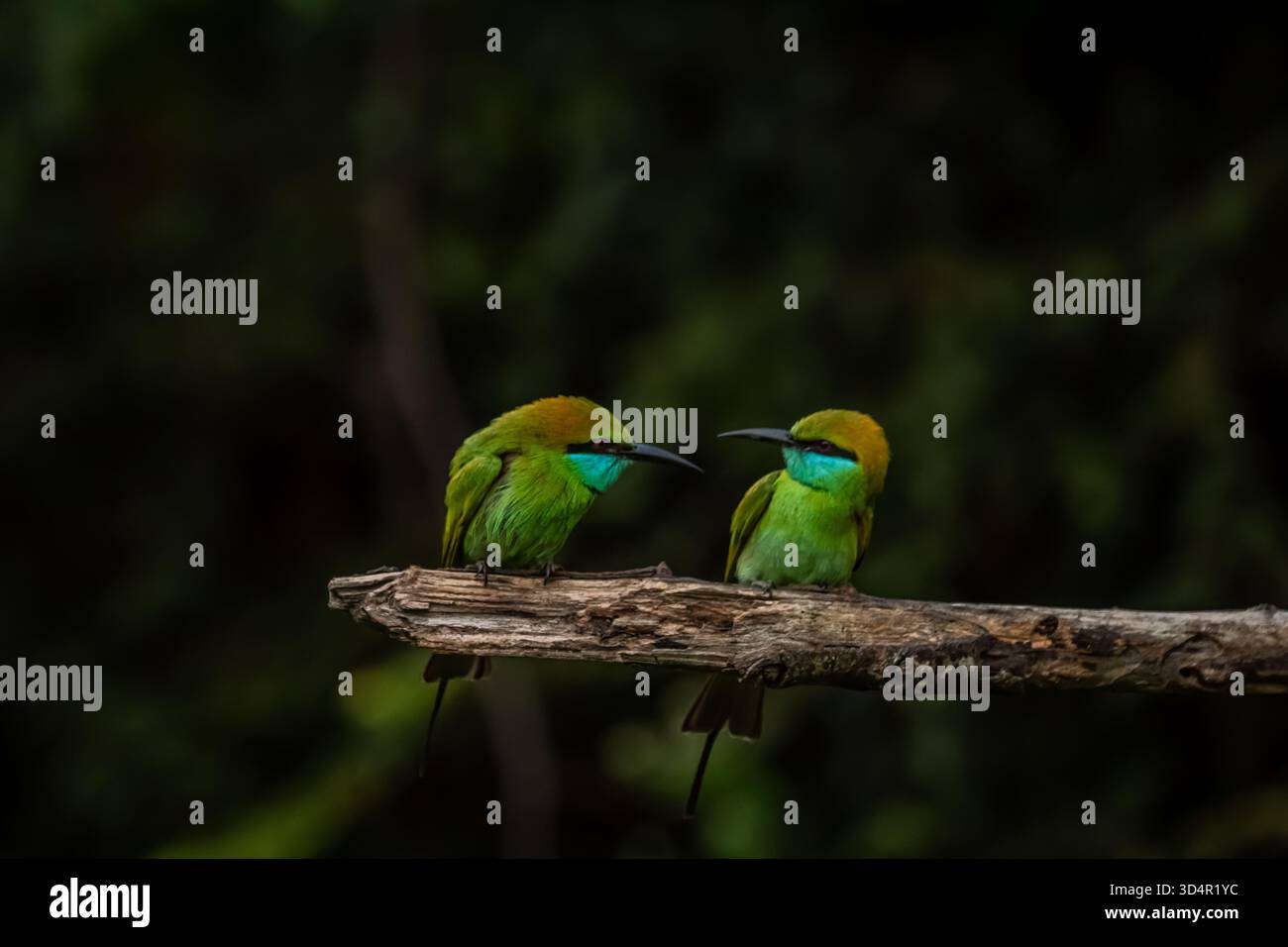 Bienenfresser sitzen auf einem Barsch in Asien Stockfoto