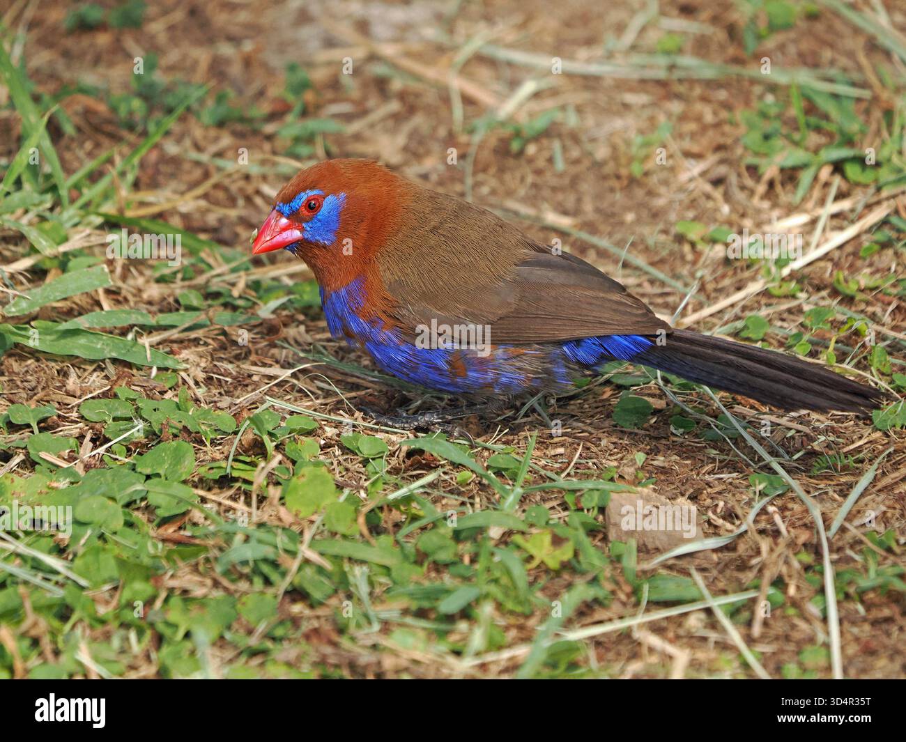 Alleinerziehender Purple Grenadier (Granatina Ianthinogaster), eine häufige Art von Estrildidfinken, die sich mit Grassamen ernähren - Masai Mara Conservancy, Kenia, Afrika Stockfoto