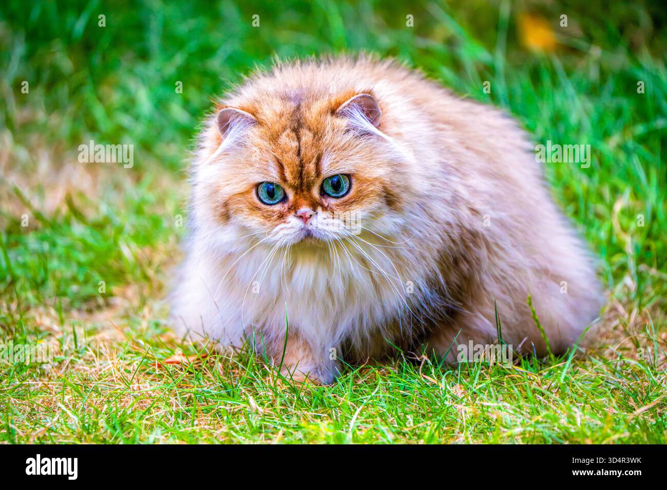 Flauschige britische Langhaarkatze mit hellgrünen Augen, die an einem sonnigen Tag auf üppigem Gras in einem Garten sitzt Stockfoto