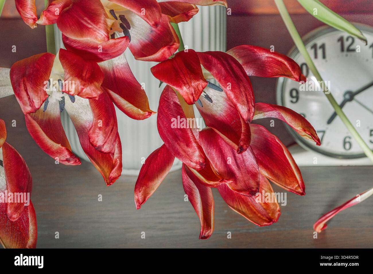 Wecker und verwelkte rote Tulpen aus nächster Nähe in einer weißen Vase Stockfoto