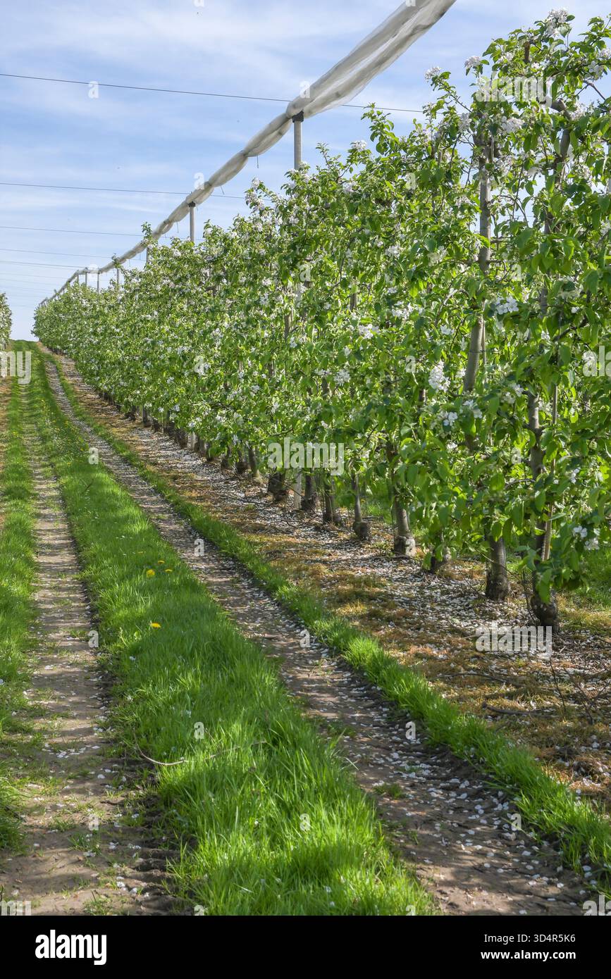 Apfelbaumpflanzungen im Frühjahr während der Blütezeit Stockfoto