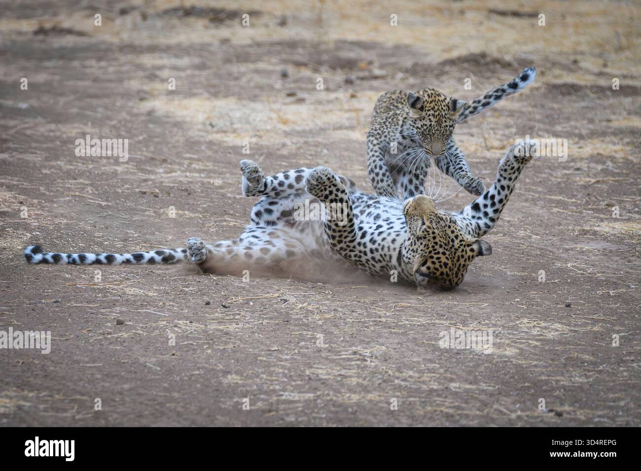 Afrikanische Leoparden und Jungtiere, Panthera pardus, Mashatu Game Reserve, Botswana Stockfoto