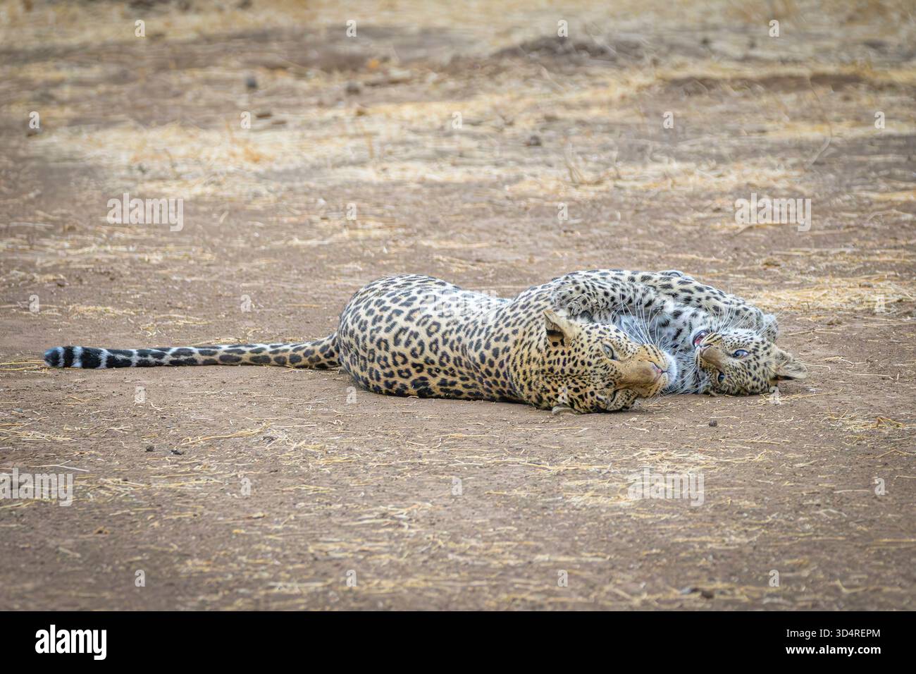 Afrikanische Leoparden und Jungtiere, Panthera pardus, Mashatu Game Reserve, Botswana Stockfoto