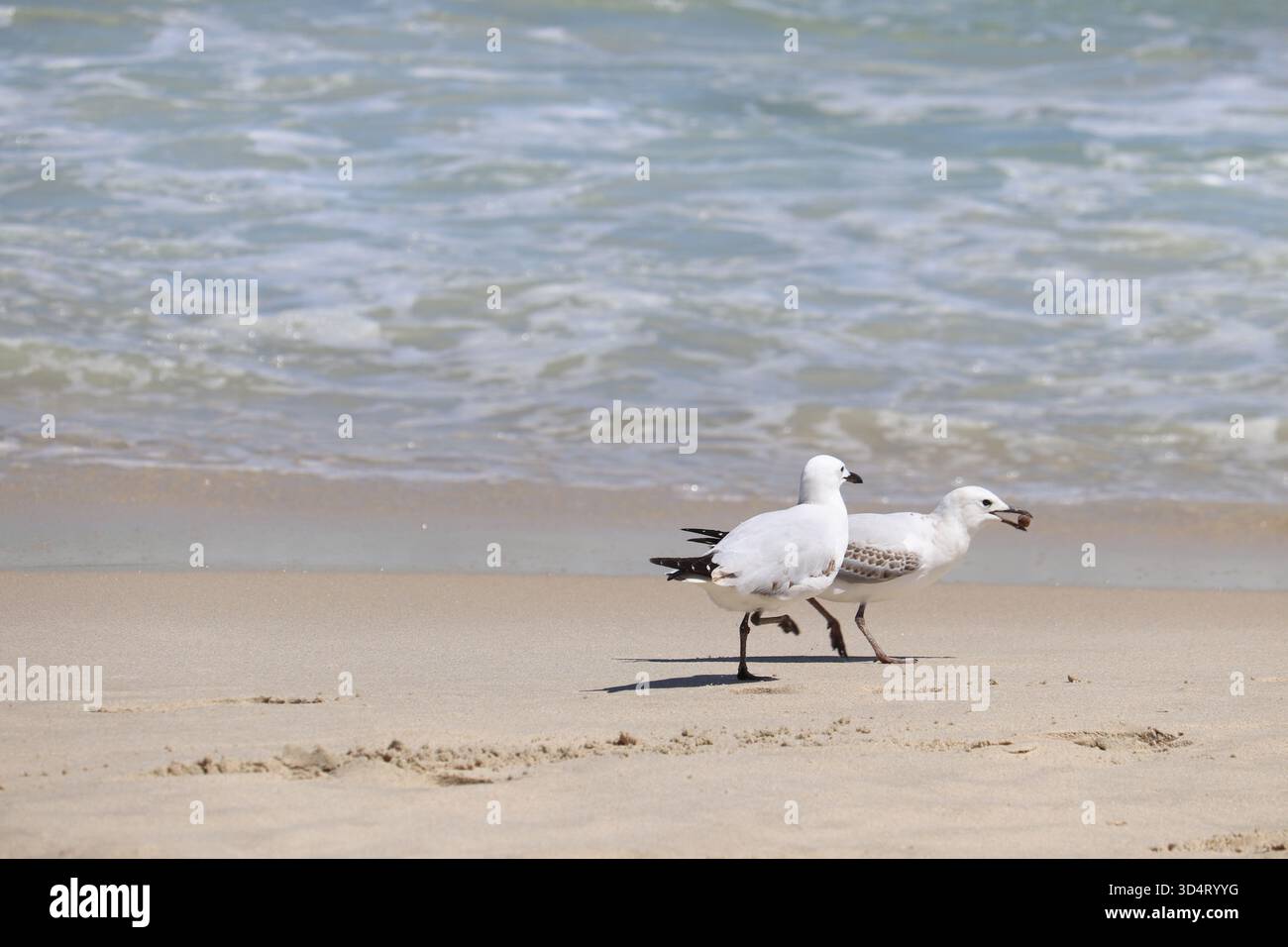 Eine hungrige Möwe, die einer anderen nachjagt, die Nahrung im Schnabel hat, die an einem sonnigen Strandtag mit Wellen hinter sich gefangen wurde. Stockfoto