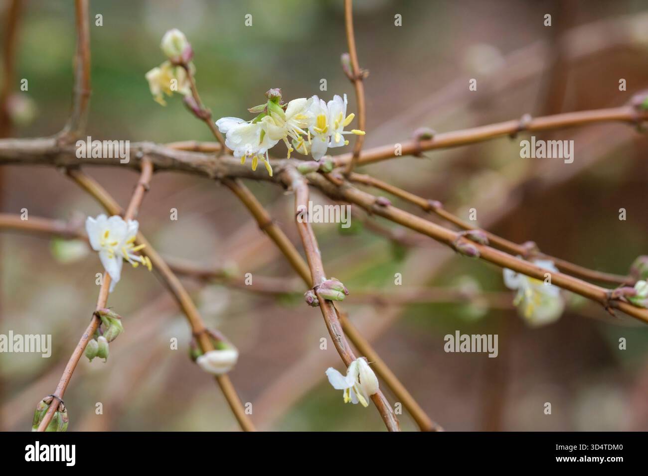 Winterblhendes geiblatt -Fotos und -Bildmaterial in hoher Auflsung   Alamy