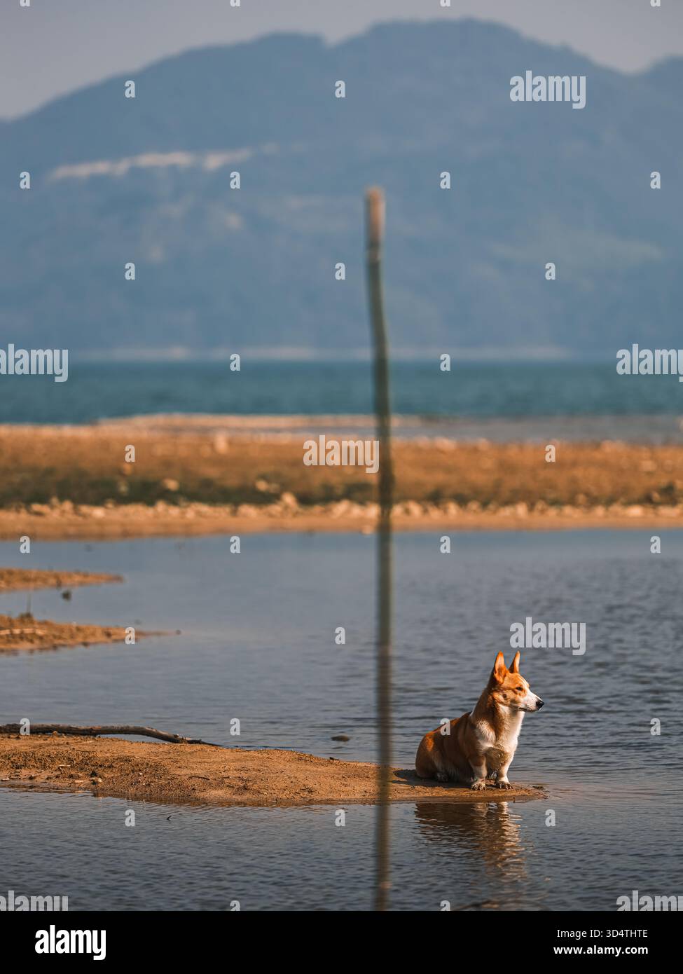 Hunde spielen im Freien Stockfoto