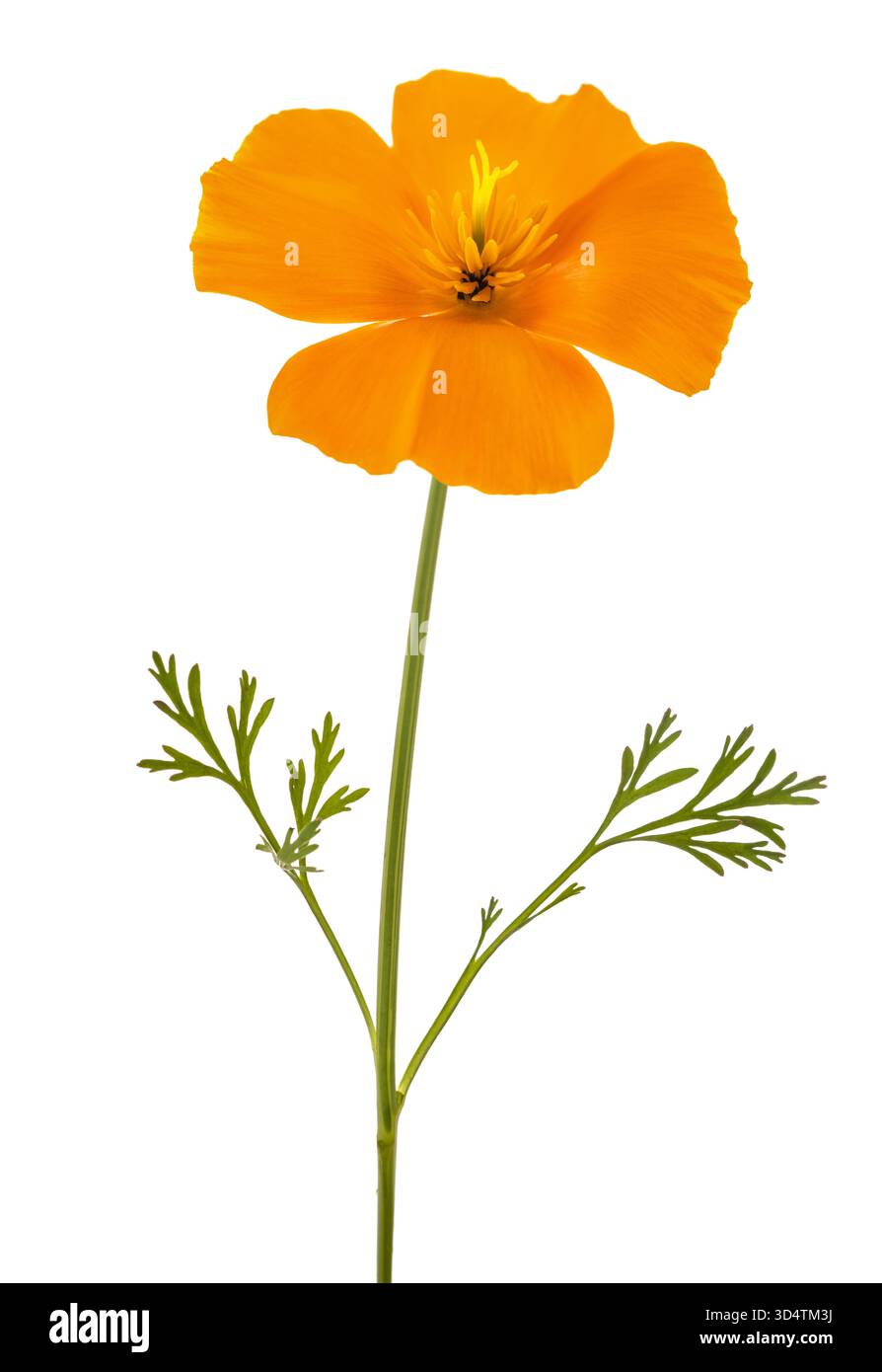 Kalifornische Mohnblumen isoliert auf weiß Stockfoto