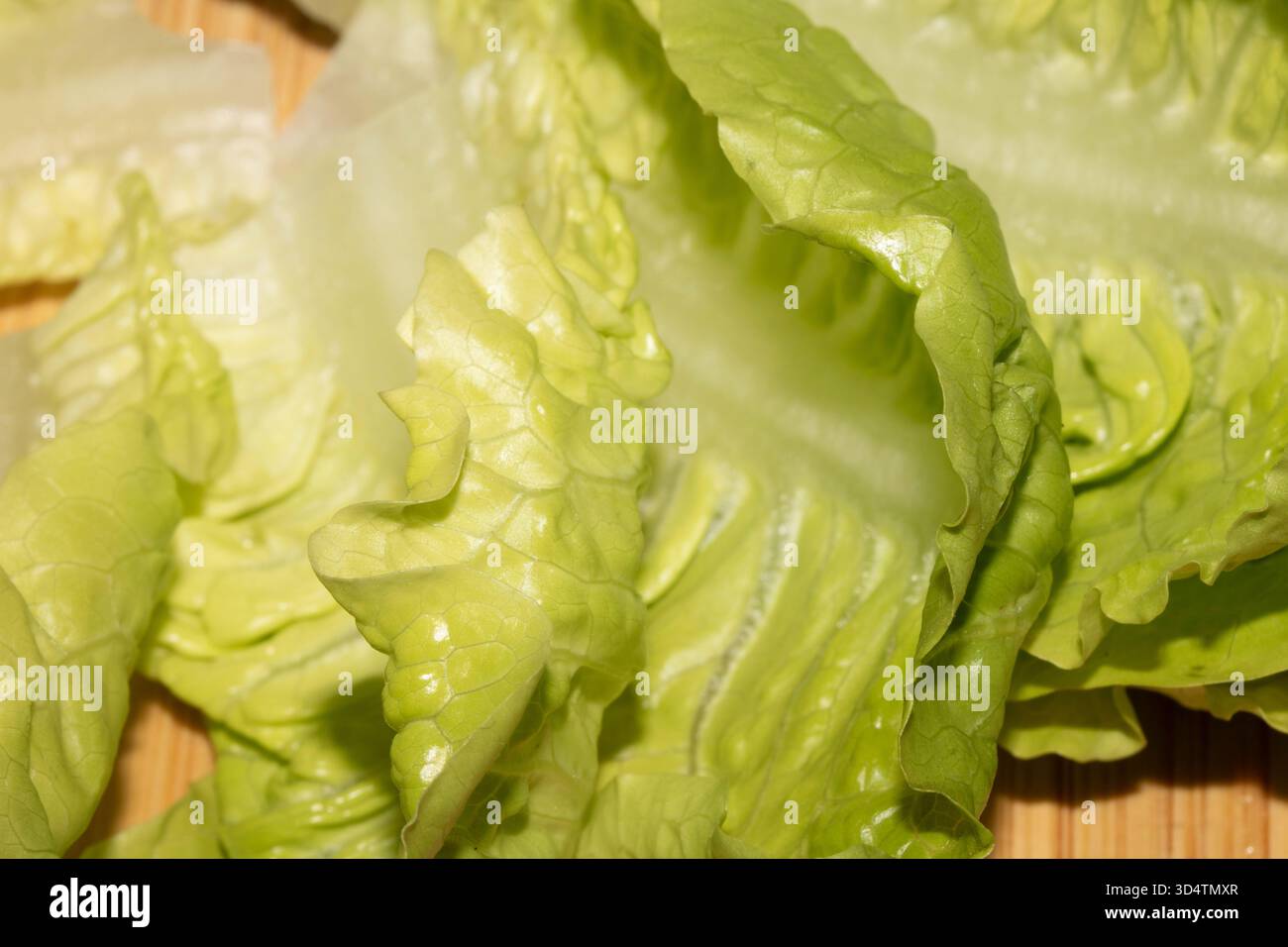 Nahaufnahme von Baby-Edelsalat-Blättern als Hintergrund Stockfoto