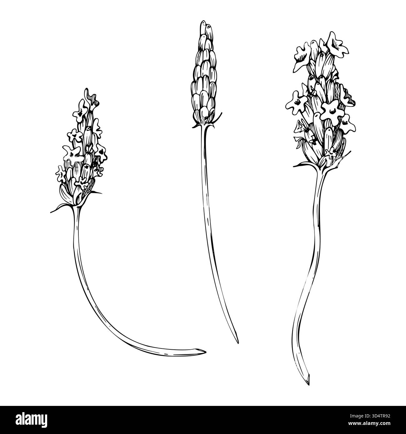 Einzelne Blütenstämme von lavendellavendellavendellavendellavendellavendellavendellavendellavendellavendellavendellavendel Französische Provence Cottagecore, Kosmetik Aromatherapie. Einzelnes Objekt Stock Vektor