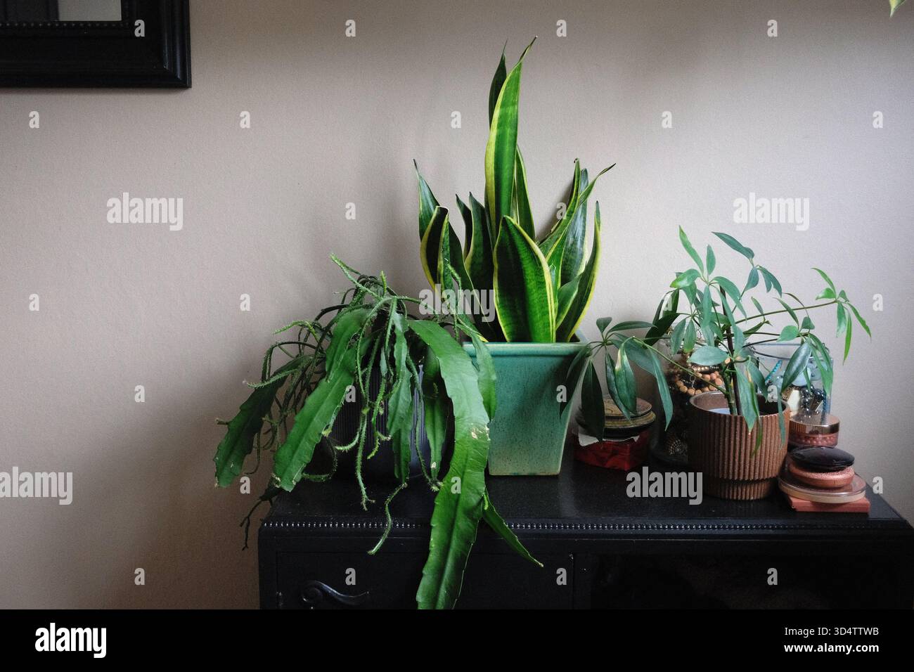 Grüne Pflanzen auf einer schwarzen antiken Kommode Stockfoto