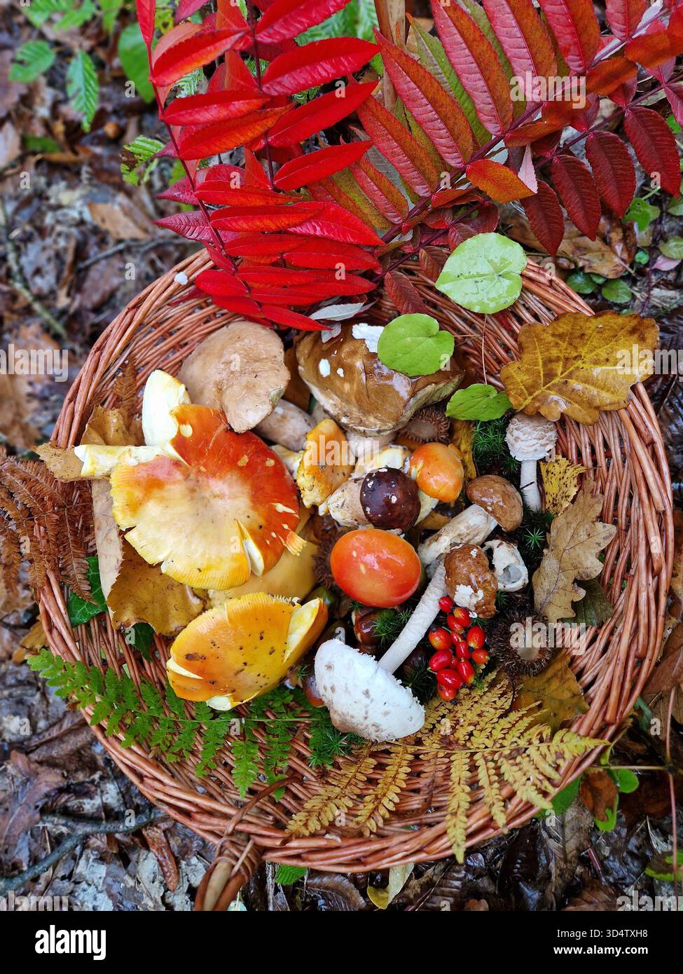 Korb mit bunten Wildpilzen, Herbstblättern und Waldbeeren, gesammelt in einem Dorf in Bosnien und Herzegowina. Natürliche Waldernte. Stockfoto