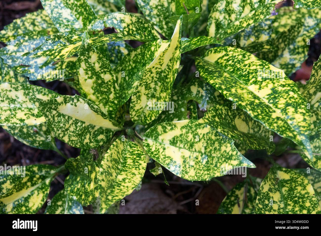 Japanische aucuba bltter -Fotos und -Bildmaterial in hoher Auflsung   Alamy