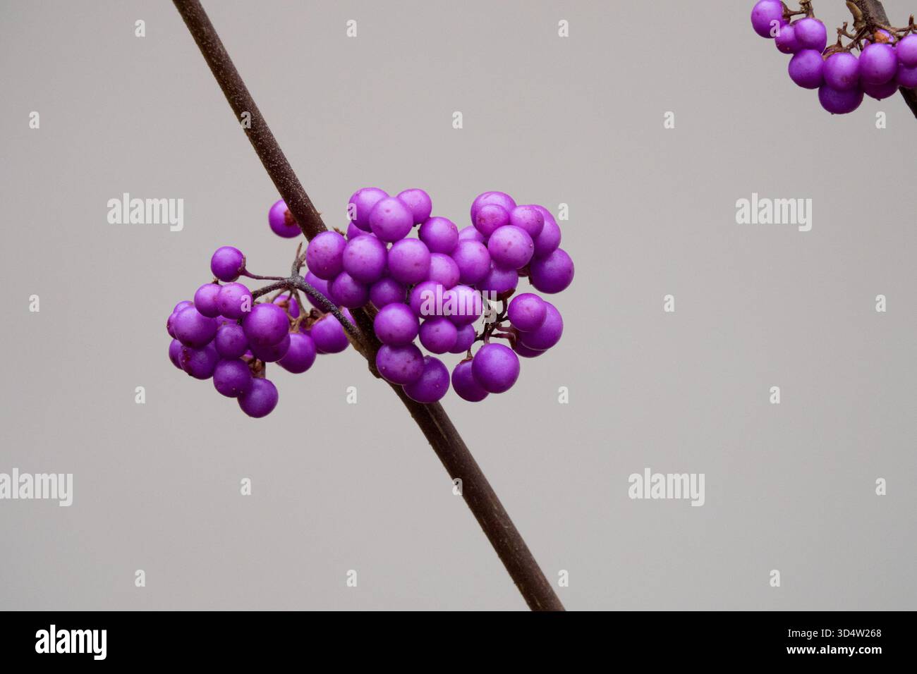 Callicarpa, Beautyberry Vivid Color Violet Colour Magenta Beeren Stockfoto
