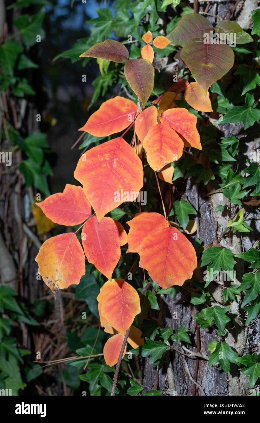 Giftiger Efeu auf einem Baum in North Carolina im Herbst mit Blttern, die  hellgelb, orange und rot geworden sind, whrend die Pflanzen in der  Umgebung noch grn sind Stockfotografie - Alamy