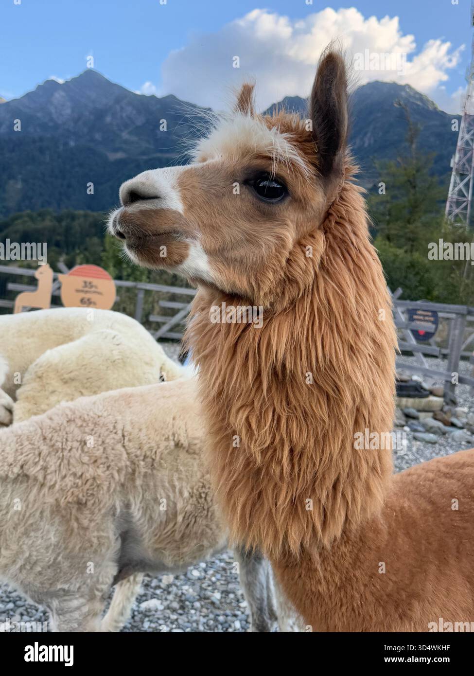 N. Shishkina - Smartphone-aufgenommenes Stockfoto