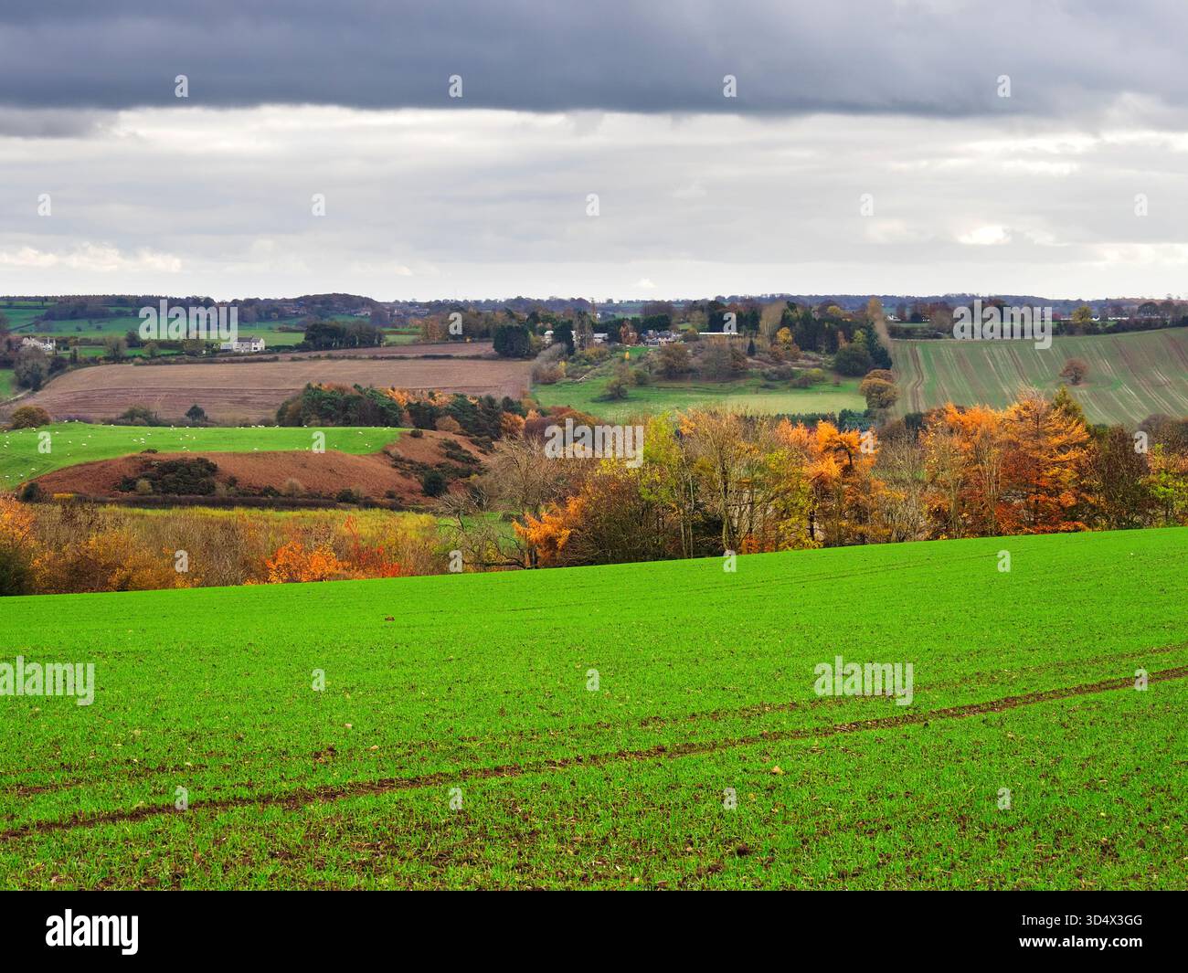 Herbstfarben in Wharfedale in der Nähe des Dorfes Netherby in North Yorkshire England Stockfoto
