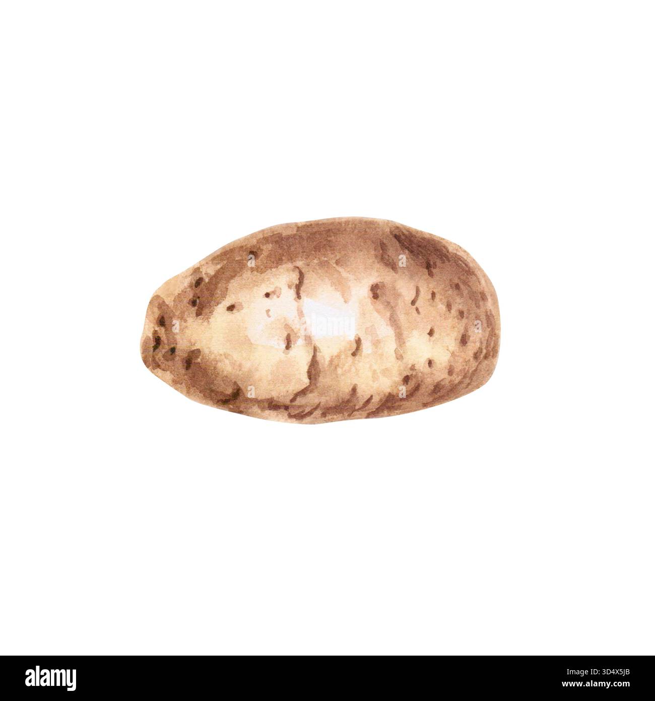 Knolle der Rohkartoffel. Isolierte Aquarellillustration zum Thema Gemüse für die Gestaltung von Lehrmaterialien, Gestaltung der Verpackung von Saatgut Stockfoto