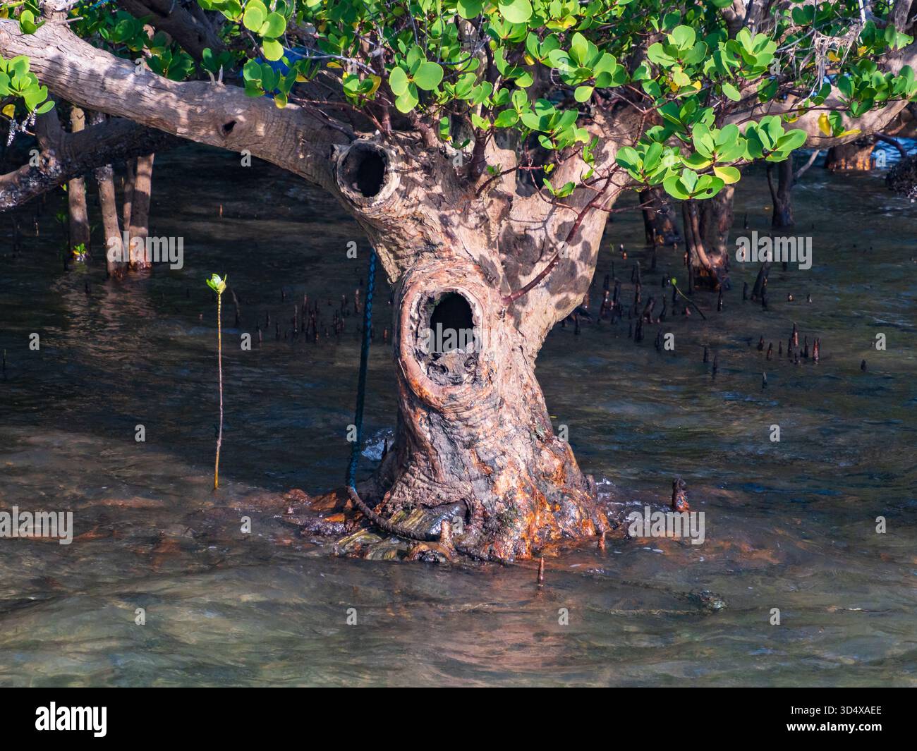 Mangrovenbaum. Der Marine National Park befindet sich an der Südküste Kenias in der Nähe von Shimoni und südlich von Wasini Island im Kwale County, Kenia, Afrika Stockfoto