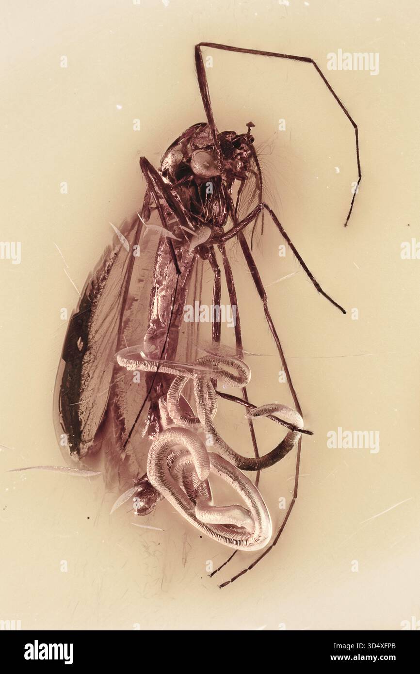 Parasitäre Nematoden, die aus dem Körper der Chironomidae-Mücke in baltischem Bernstein austritt, bemerkenswerte antike Interaktion zwischen Parasiten und Wirten, die in der Zeit eingefroren war Stockfoto