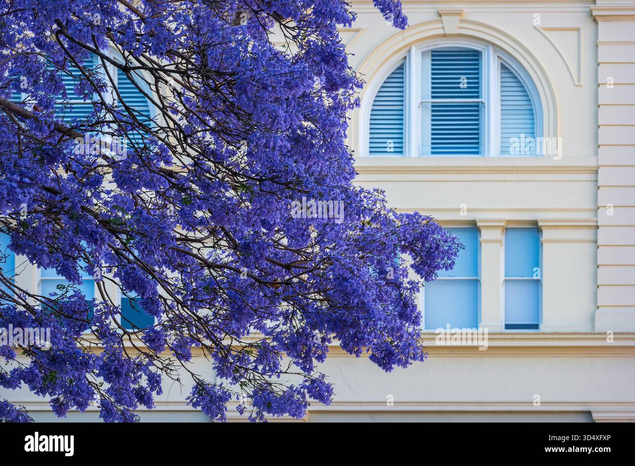 Ein farbenfroher Jacaranda-Baum vor einem historischen Anwesen an der Ecke Alice Street, Brisbane, Queensland, Australien. Stockfoto