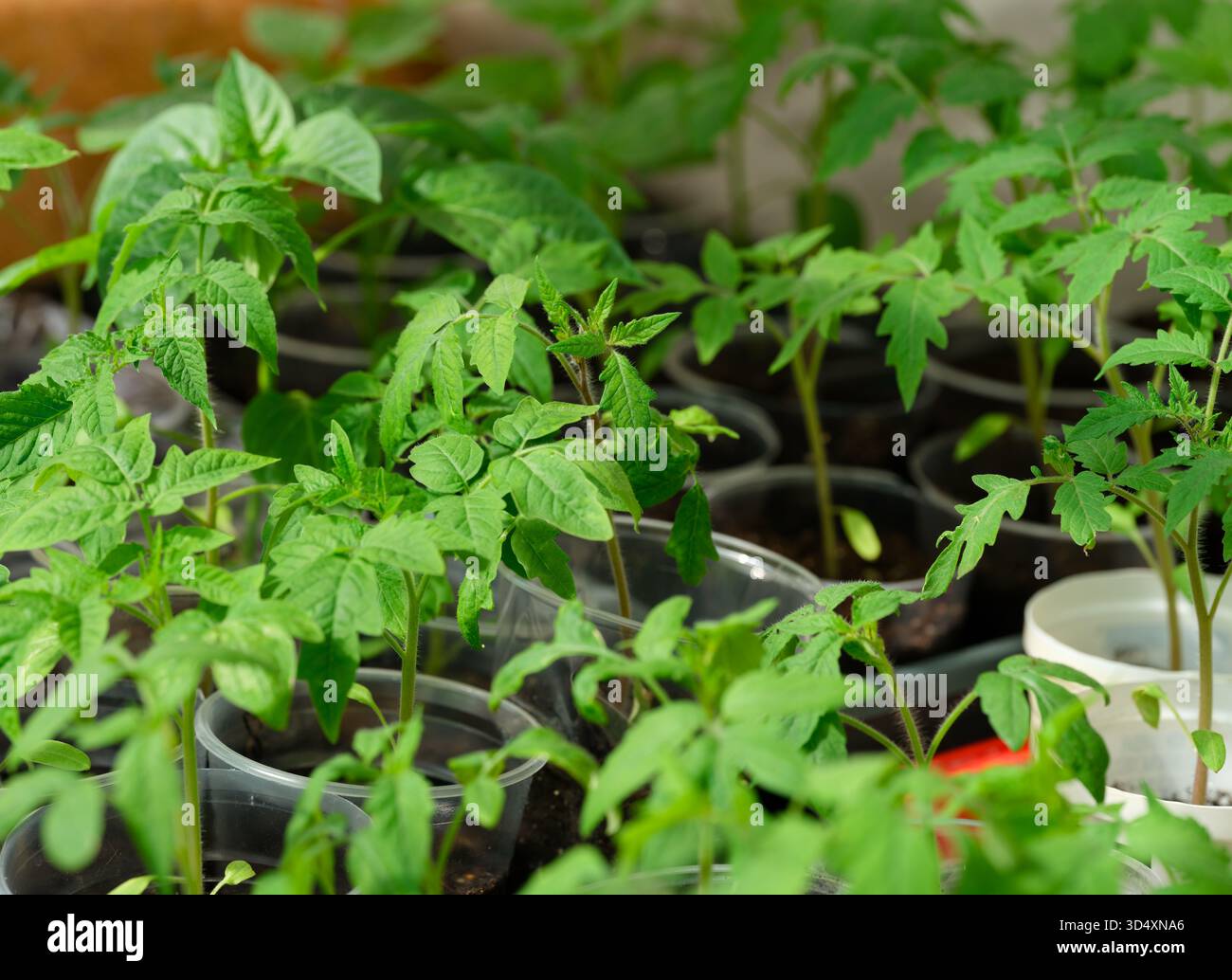 Tomatenpflanzensämlinge in Kunststoffbehältern. Nahaufnahme Stockfoto