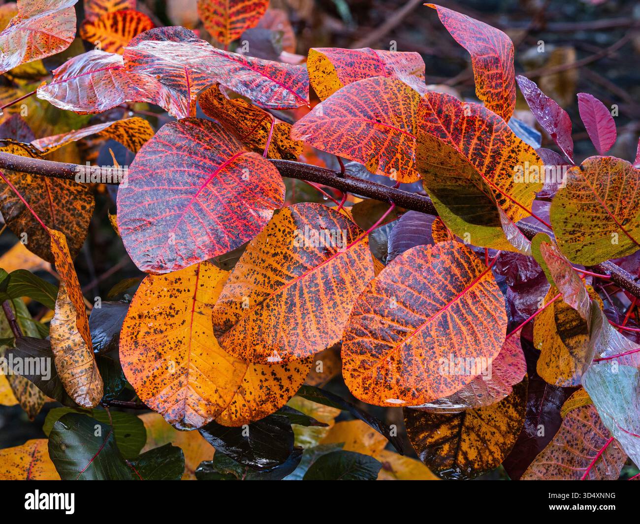Herbstfarbe im Laub des harten Laubrauchbusches Cotinus coggygria „Grace“ Stockfoto