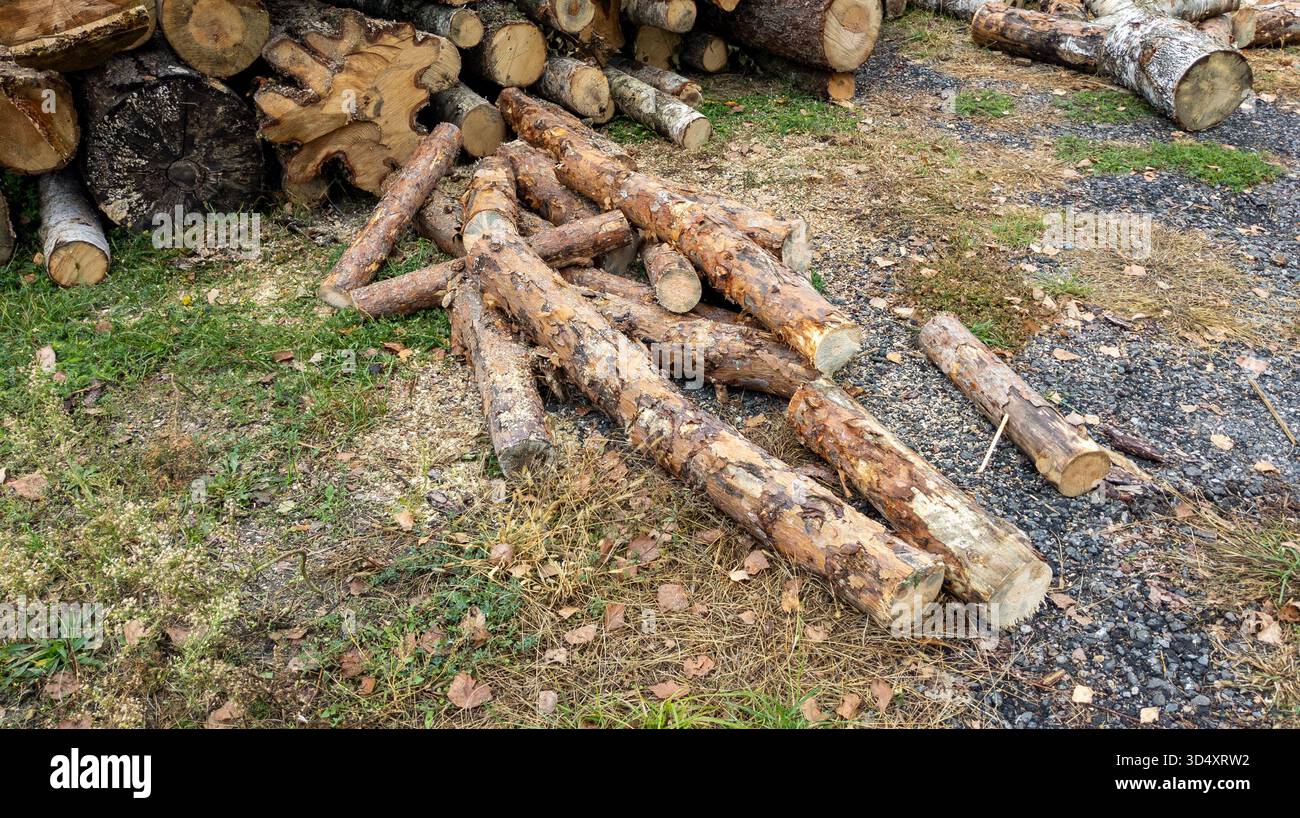 Kiefernholzhaufen. Baumstämme von Kiefernsägen aus der Nahaufnahme. Protokollierung. Baumstämme liegen auf dem Boden. Schnitthäuser aus Kiefernholz, bereit zum Stapeln Stockfoto