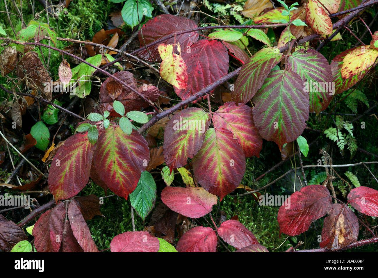 Rote und grüne Farben auf brombeerblättern im Herbst. Stockfoto
