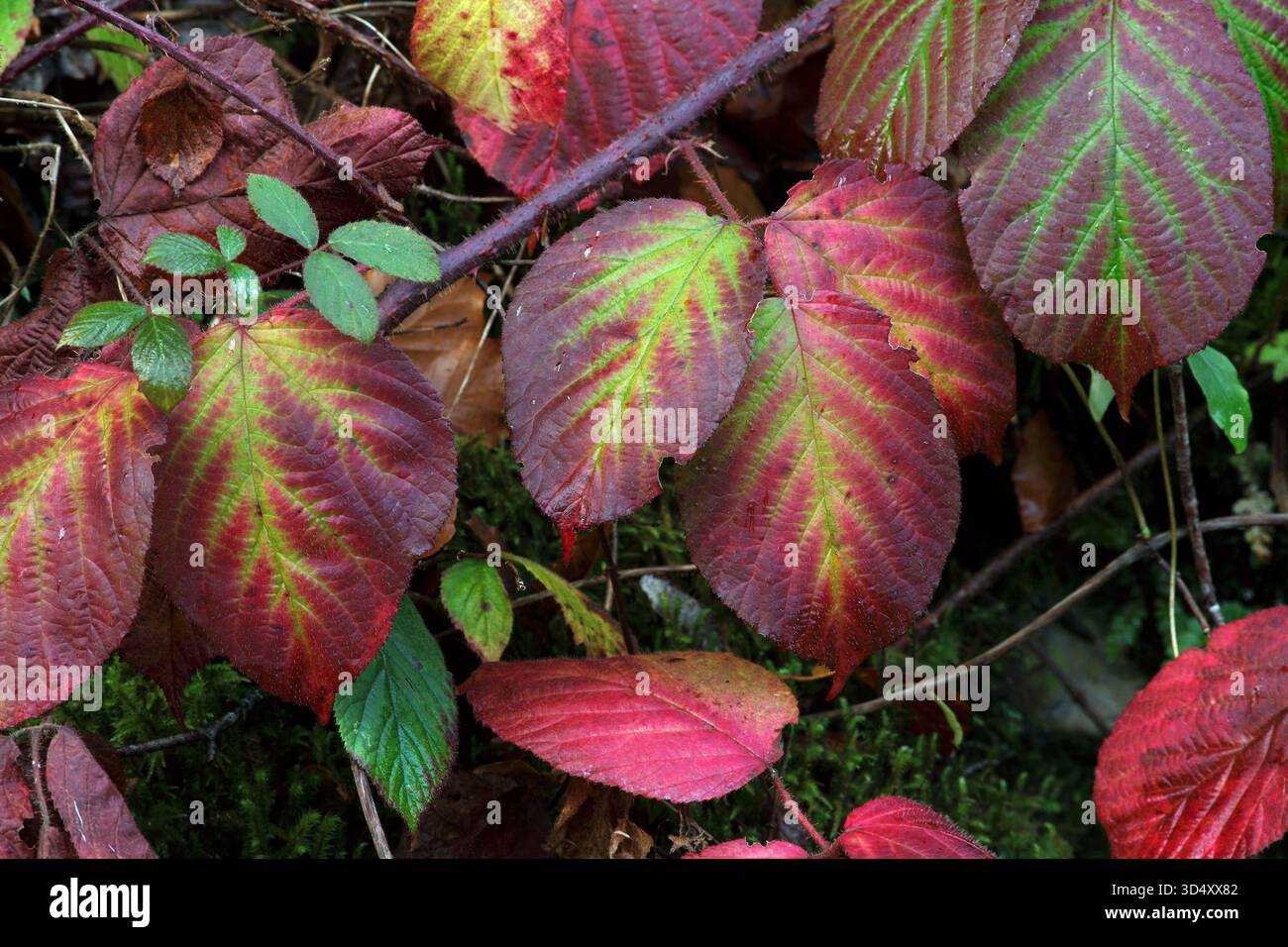 Rote und grüne Farben auf brombeerblättern im Herbst. Stockfoto