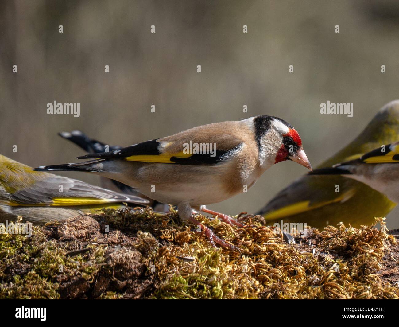 Porträt eines europäischen Goldfinks Carduelis carduelis mit männlichen Grünfinken Chloris chloris in einer ländlichen Futterstation in Charente, Frankreich Stockfoto