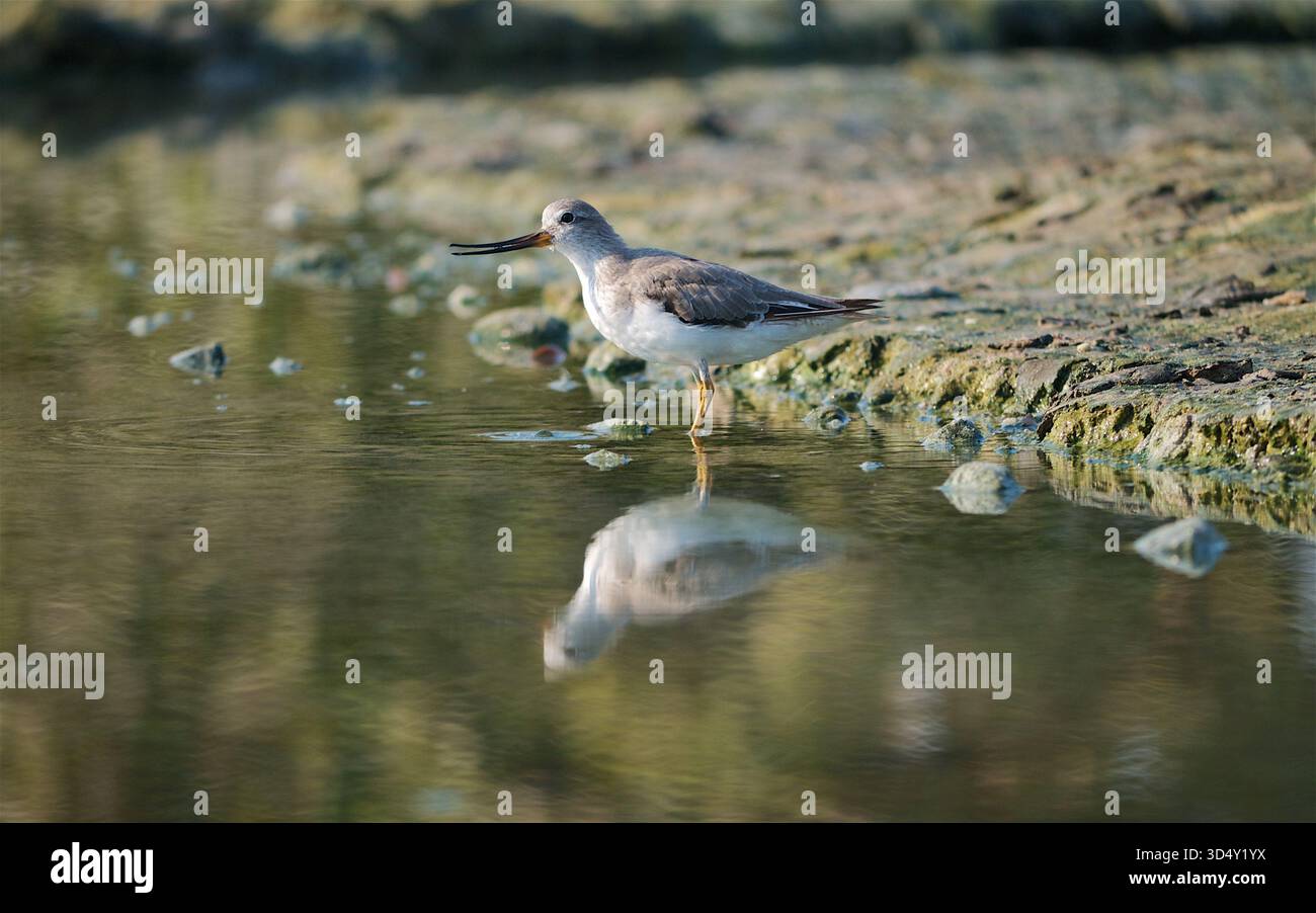 Terek Sandpiper (Xenus cinereus) in Mangroven bei Yas Island, abu Dhabi, VAE Stockfoto