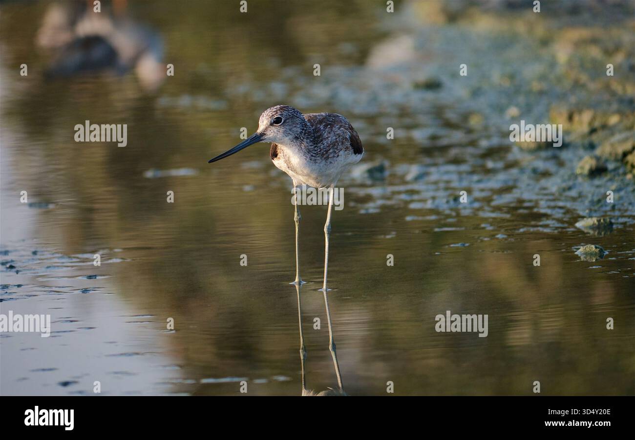 Gemeiner Greenshank (Tringa nebularia) in Mangroven bei Yas Island, Abu Dhabi, Vereinigte Arabische Emirate Stockfoto