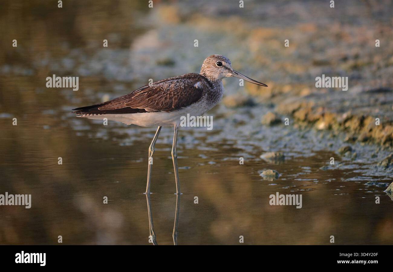 Gemeiner Greenshank (Tringa nebularia) in Mangroven bei Yas Island, Abu Dhabi, Vereinigte Arabische Emirate Stockfoto