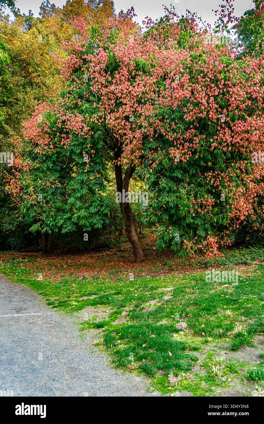 Ein Baum mit rosa Blätter im Herbst in Seattle, Washington. Stockfoto