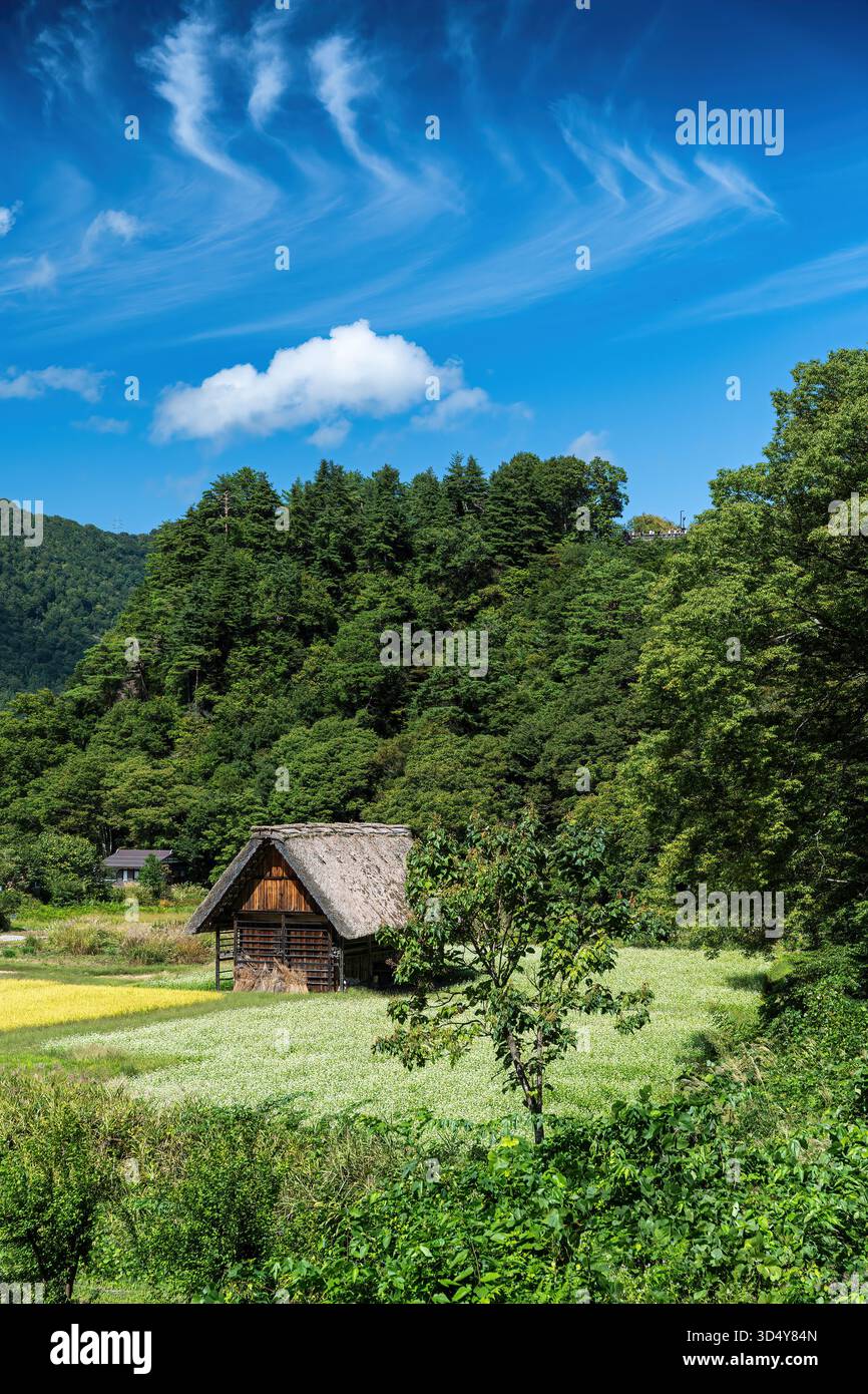 Blick auf ein traditionelles Gassho-Bauernhaus, eingebettet in lebendige grüne Felder, im Kontrast zum tiefgrünen Wald und dem hellblauen Himmel, Shirakawa, GIF Stockfoto