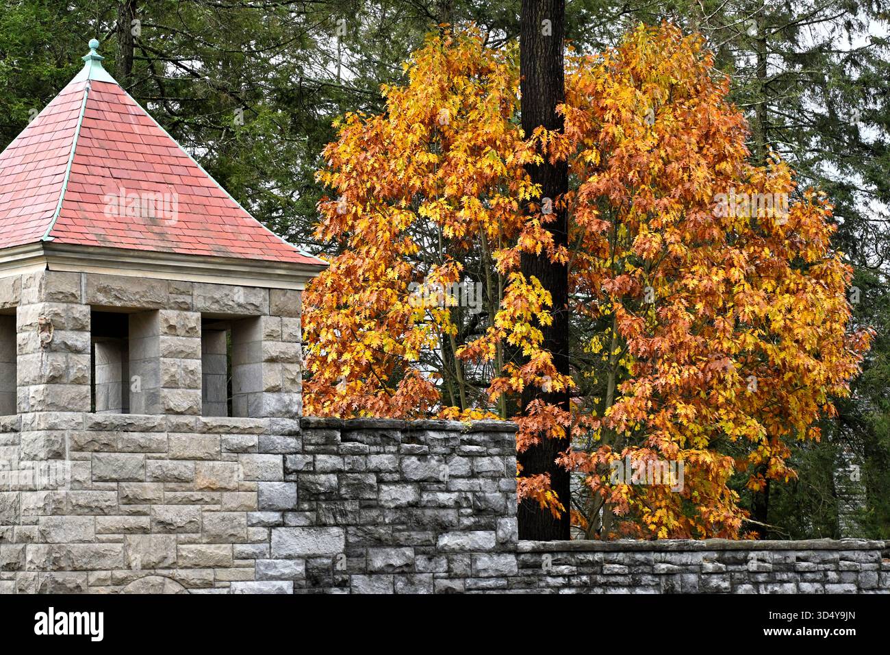 Steinmauer und Herbstlaub, Great Barrington Stockfoto