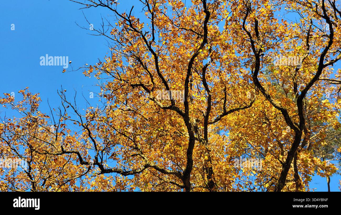 Einzigartiger Baum mit schwarzen verdrehten Zweigen und goldgelben Herbstblättern gegen einen tiefblauen Himmel Stockfoto