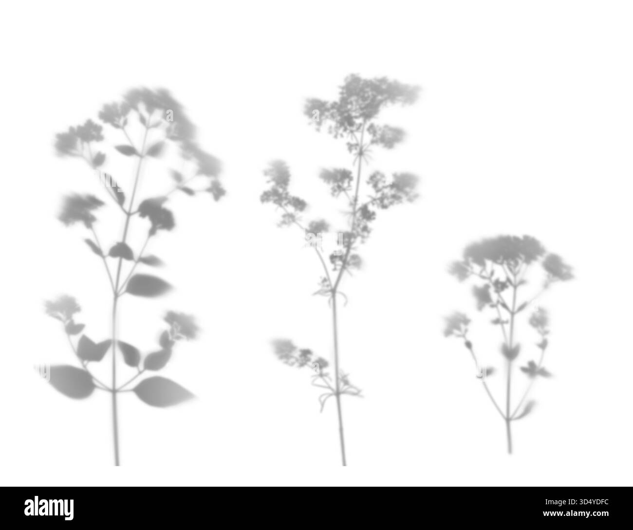 Schatten, Silhouetten von wilden Wiesenblumen isoliert auf weiß. Schatten für interessante natürliche Lichteffekte. Stockfoto