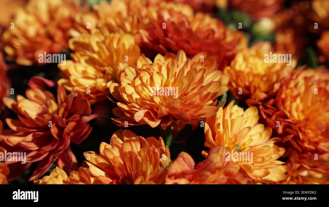 Eine dichte Gruppe von Orangen Chrysanthemen blüht und fängt das warme Wesen der Herbstsaison ein Stockfoto