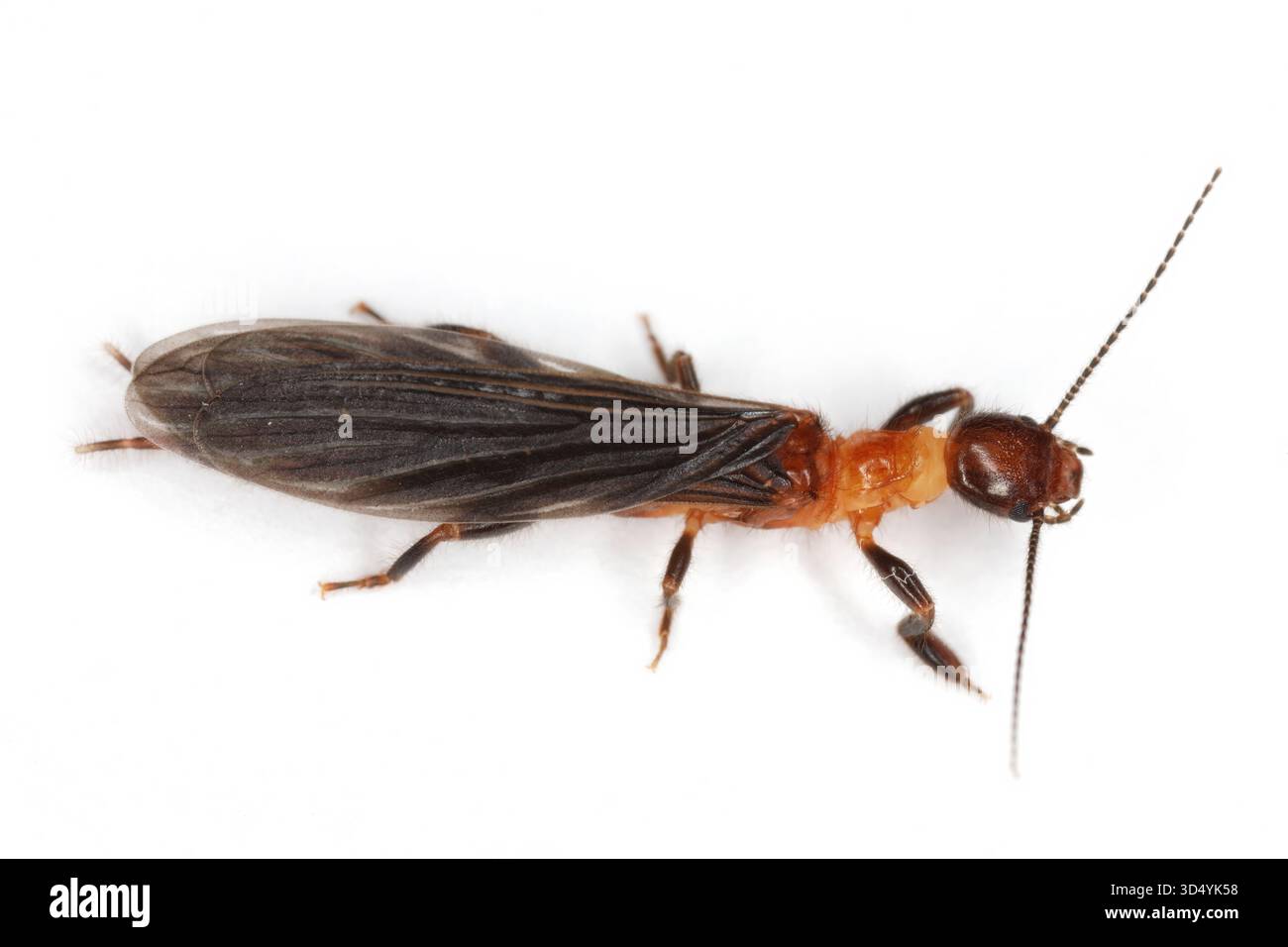 Webspinner oder Fußspinner Insekten in der Ordnung Embiidina, auch bekannt als Embioptera. Ein geflügelter Erwachsener auf weißem Hintergrund. Stockfoto