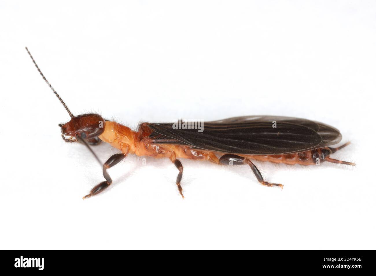 Webspinner oder Fußspinner Insekten in der Ordnung Embiidina, auch bekannt als Embioptera. Ein geflügelter Erwachsener auf weißem Hintergrund. Stockfoto