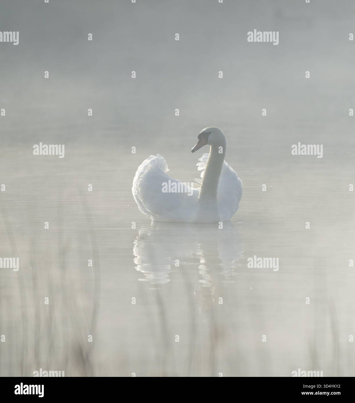 Silded Swan (Cygnus olor) schwimmt in beeindruckender Position auf einem See, Nebel, Niedersachsen, Deutschland Stockfoto