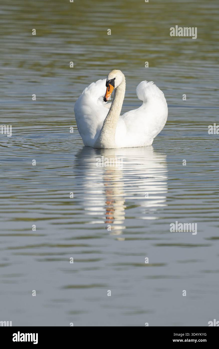 Silded Swan (Cygnus olor) schwimmt in beeindruckender Position auf einem See, Niedersachsen, Deutschland Stockfoto