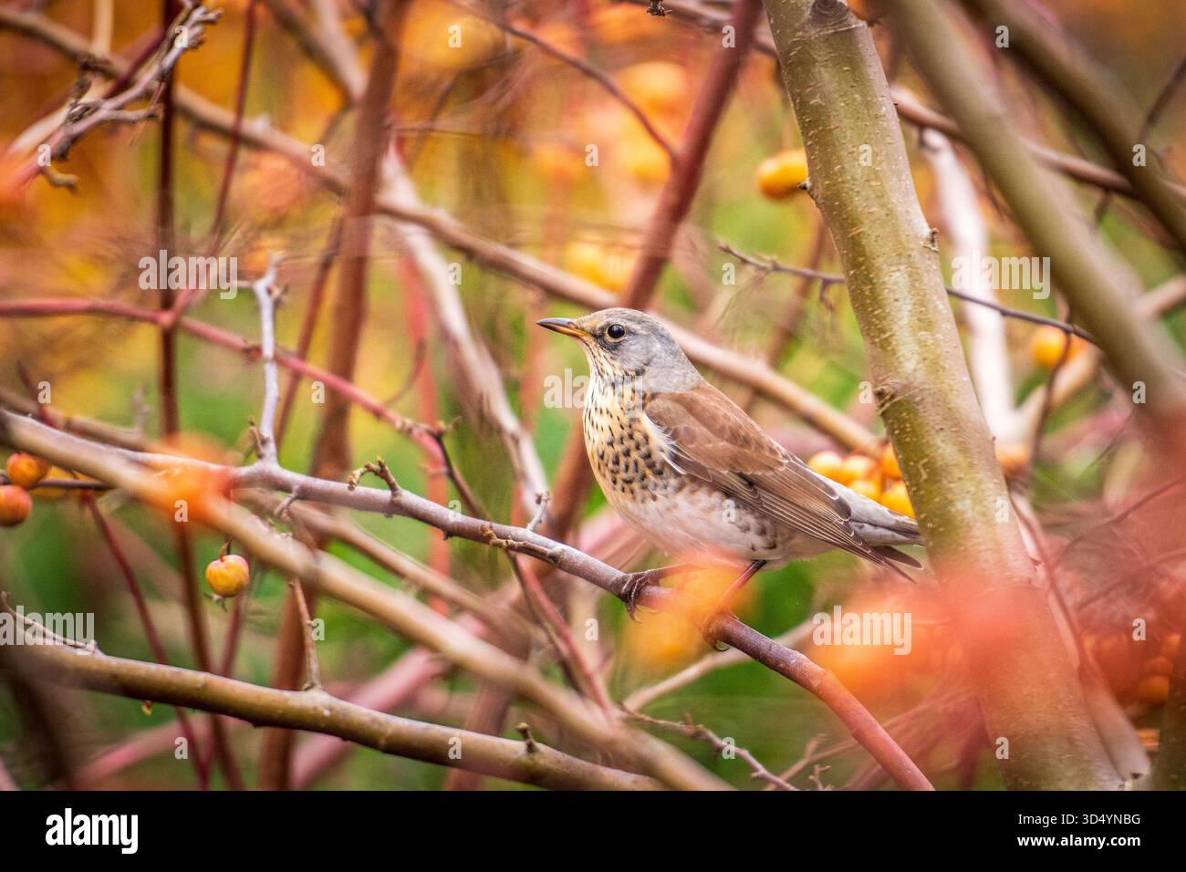 Ein Feldzug zwischen bunten Herbstzweigen, der sein braunes und graues Gefieder in einer natürlichen Waldlandschaft zeigt Stockfoto