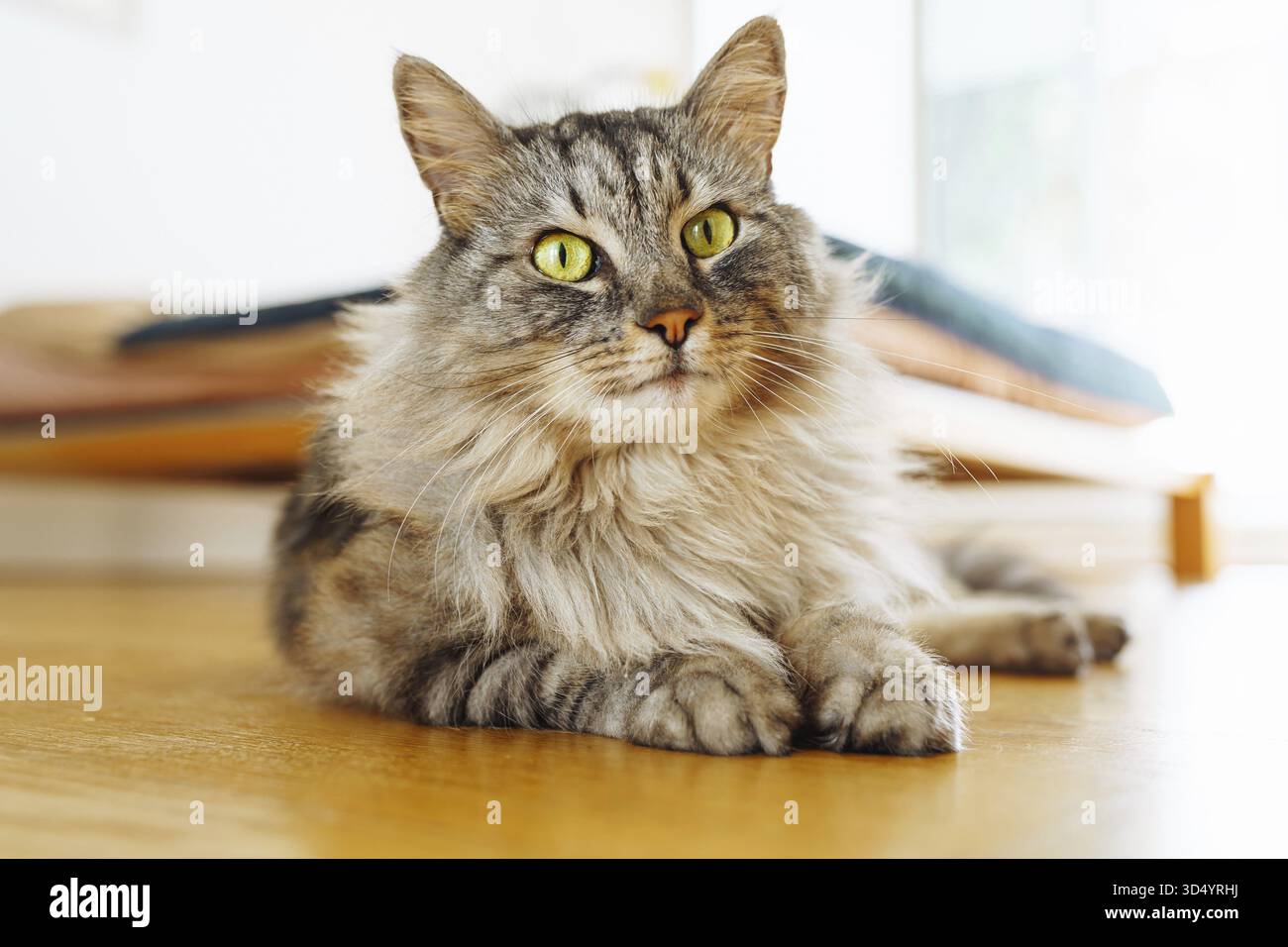 Flauschige graue Hauskatze liegt auf Parkettboden, in Sonnenstrahlen. Weiches warmes Licht, angenehmes Leben für Haustiere Stockfoto