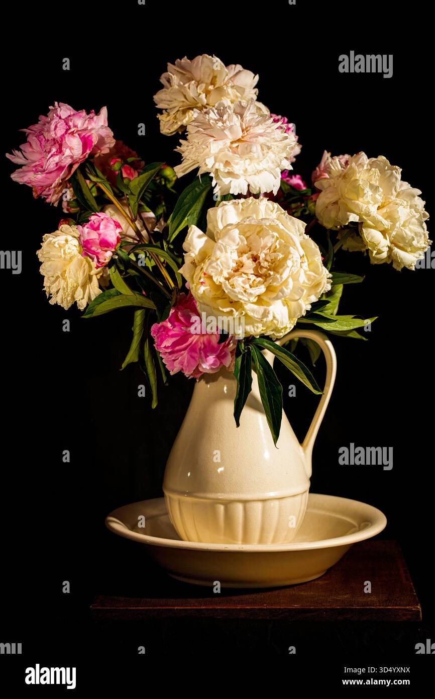 Pioenrozen in vaas traf zwarte achtergrond Stockfoto