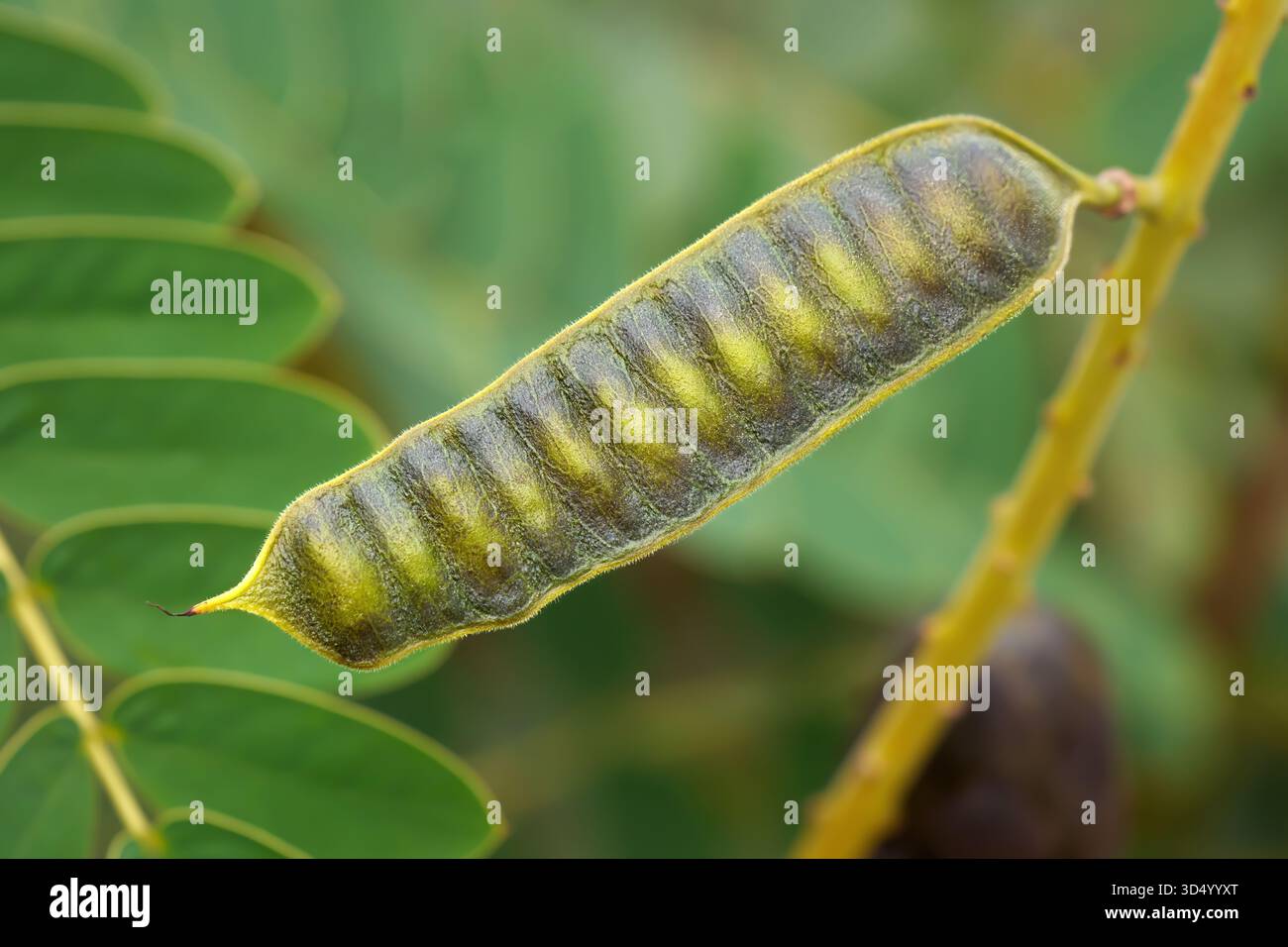 Afrikanische Senna (Senna didymobotrya) Frucht in Nahaufnahme auf der Pflanze Stockfoto