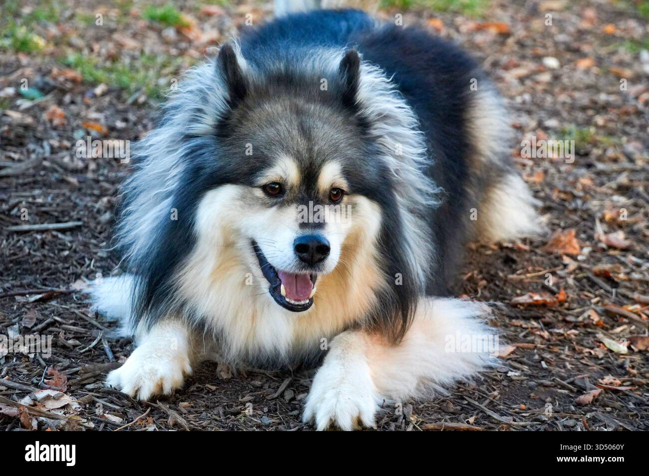 Hundezucht finnischer Lapphund aus nächster Nähe zur Natur Stockfoto