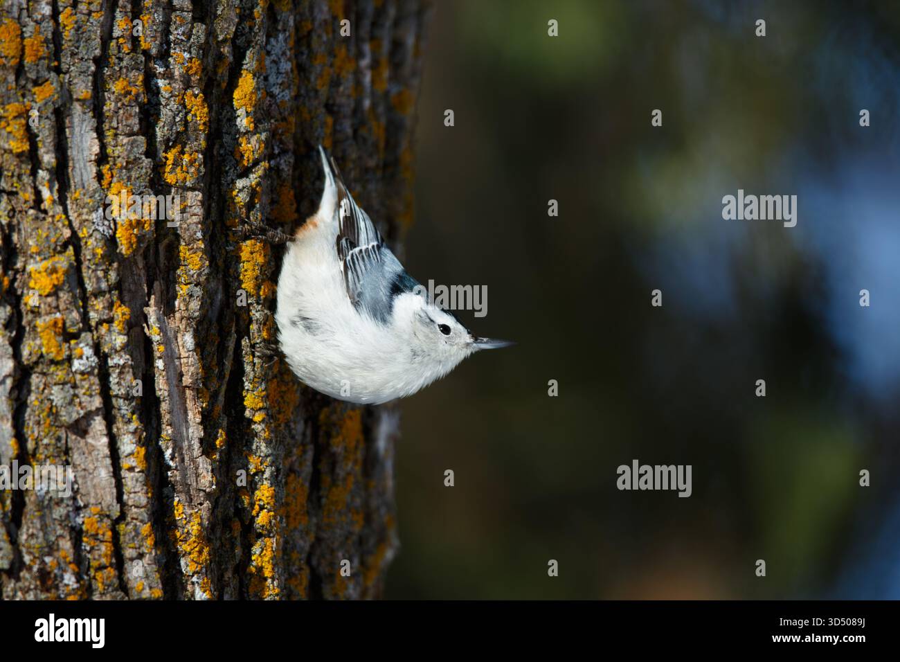 Ein Weißbrust-Nuthatch, der an der Seite eines Lindenholzbaums hinunter kriecht. Nord-Minnesota, USA. Stockfoto